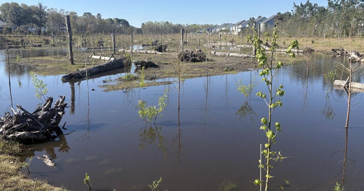 Green solutions can help protect urban Charleston in the era of climate change and strong storms