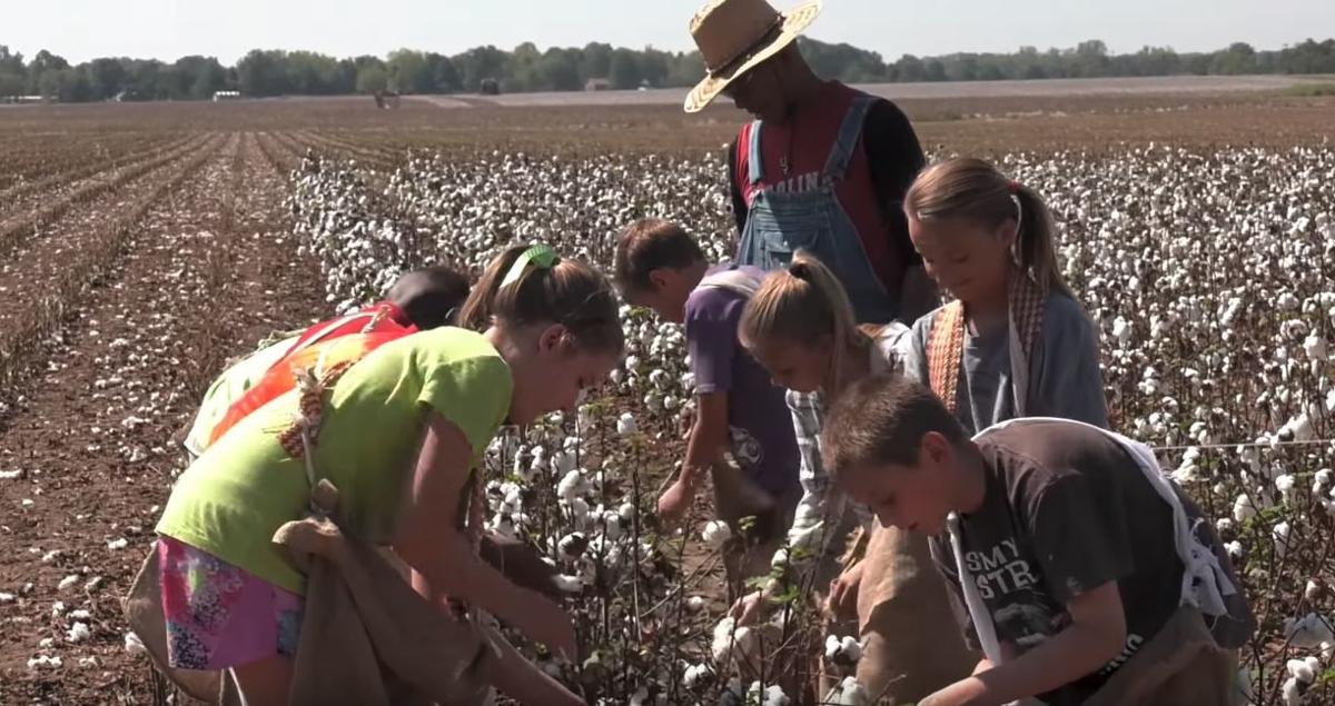 picking cotton on field trip
