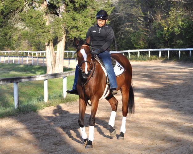 After surviving harrowing trip, colic, Mead Hall makes it to Aiken