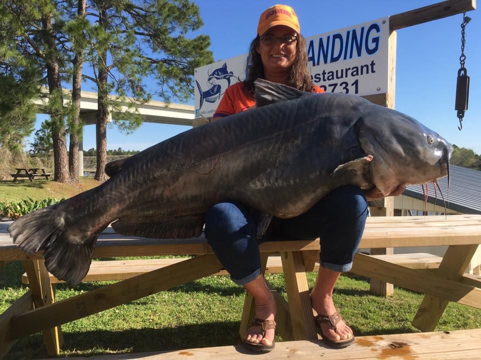 Monster South Carolina record 113.8-pound catfish caught on Lake Moultrie  by Anderson woman, News