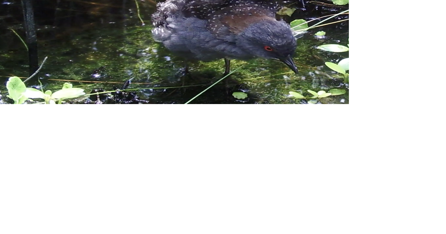 Eastern black rail gets federal protection under Endangered Species Act