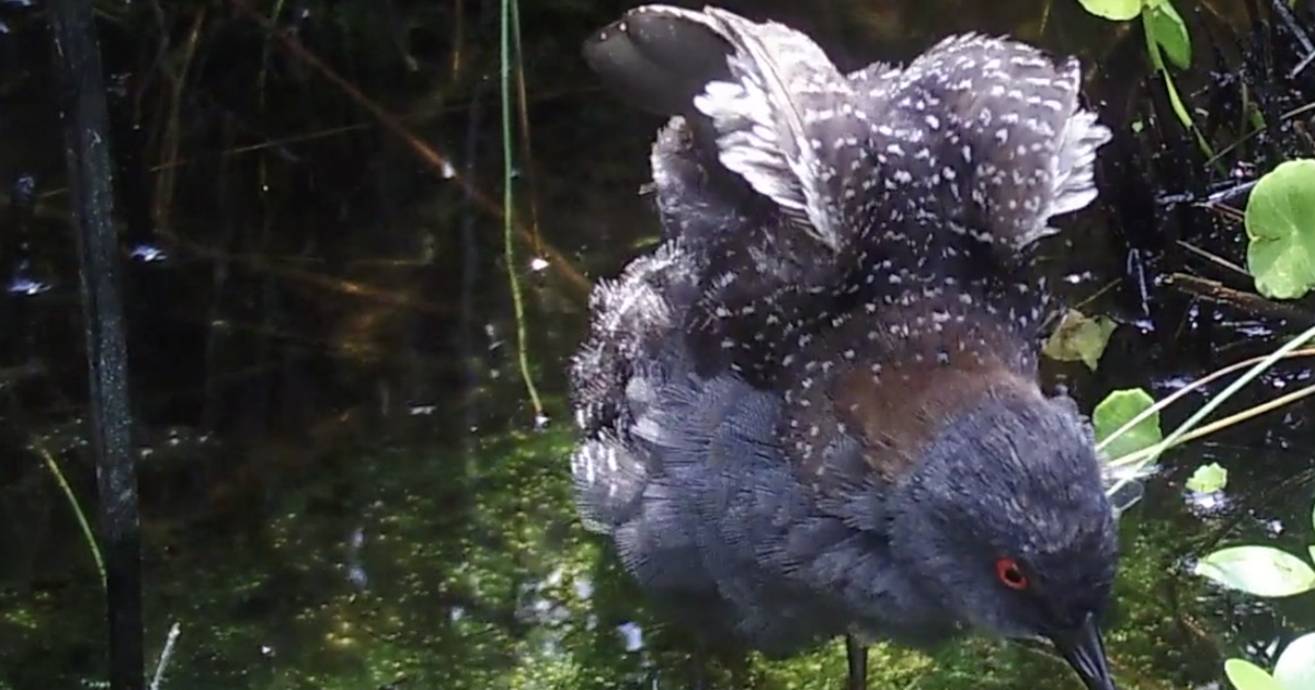 Extinct Red Rail Eastern black rail gets federal protection under Endangered Species Act