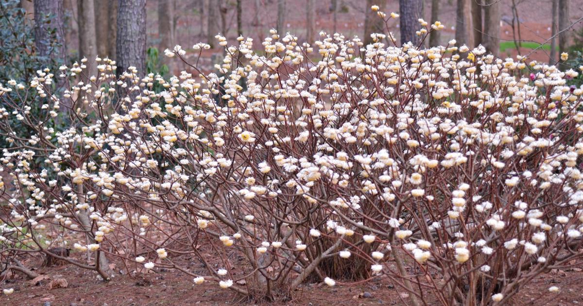 12 plants that will brighten your garden this winter | Features 12 plants that will brighten your garden this winter | Features