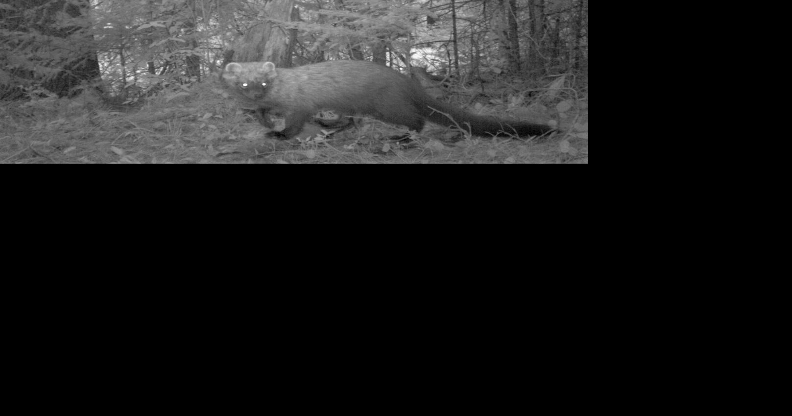 ECOVIEWS: Could a fisher be in the South?