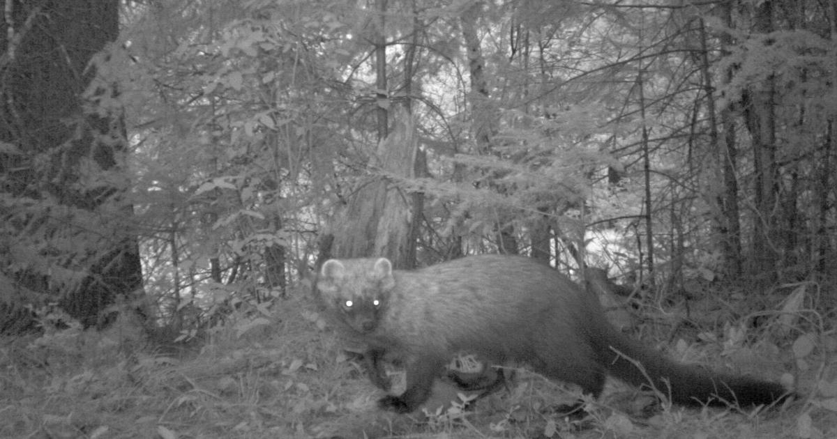 ECOVIEWS: Could a fisher be in the South?