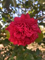 Gardening chronicle: blooming camellias adorn winter gardens