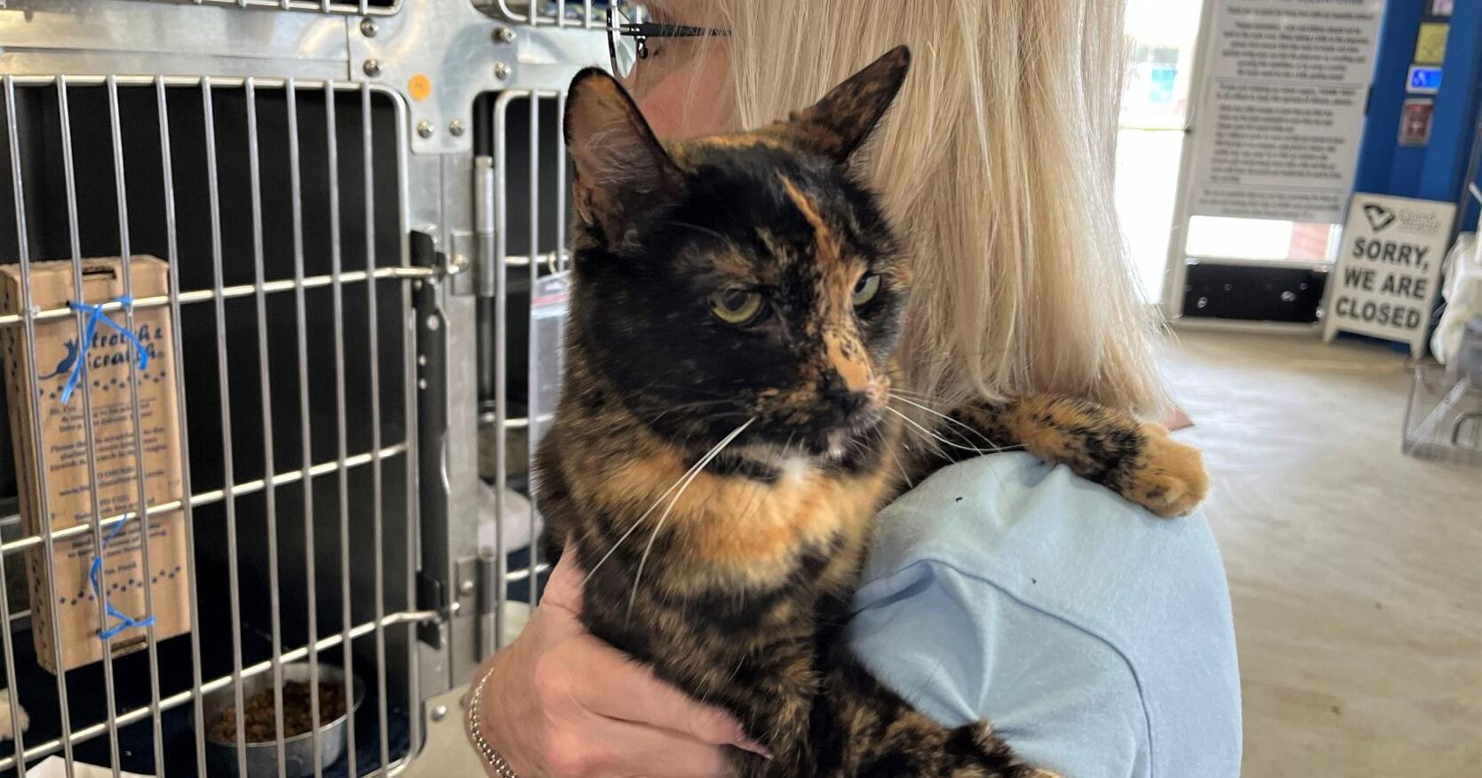 County could stop Myrtle Beach animal shelter from building | Myrtle Beach News - Vimarsana News