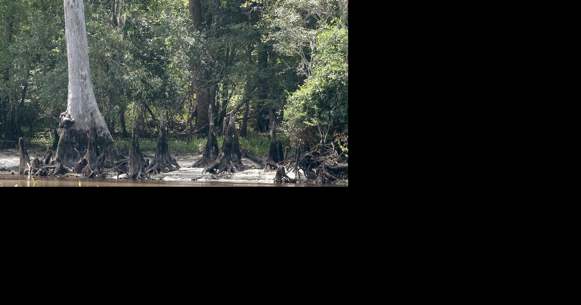 Despite some rain, SC Drought Committee upgrades conditions to severe