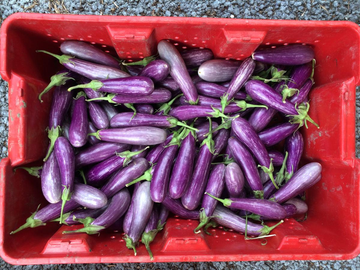 Gardening Eggplants For The Home Garden Columnists Postandcourier Com