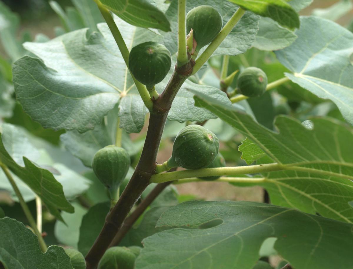 Fig trees one of easiest fruits to grow in South Home and Garden