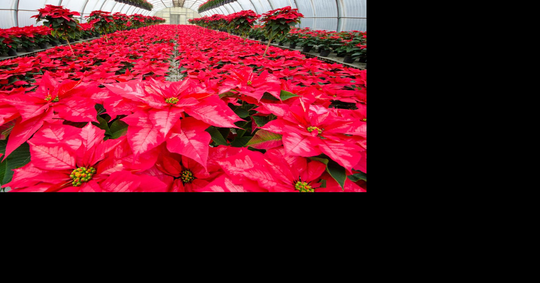 South Carolina’s connection to the holidays’ most popular flower