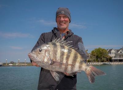 Spring Sheepshead Fishing A Good Option For Anglers Fishing