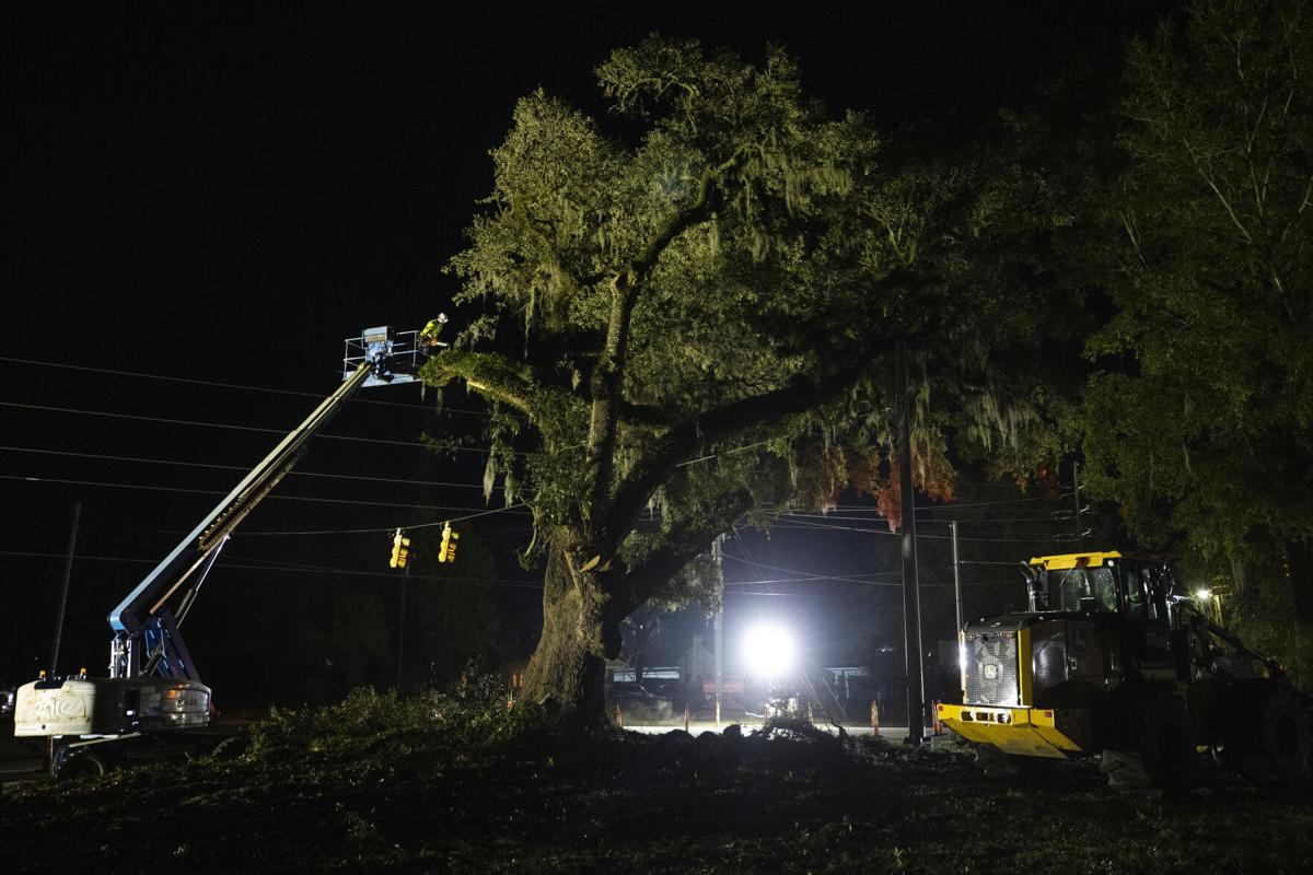 tree half cut.jpg