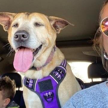 FOTAS: Doggie dates help shelter pups like Adalyn find loving homes - Vimarsana News