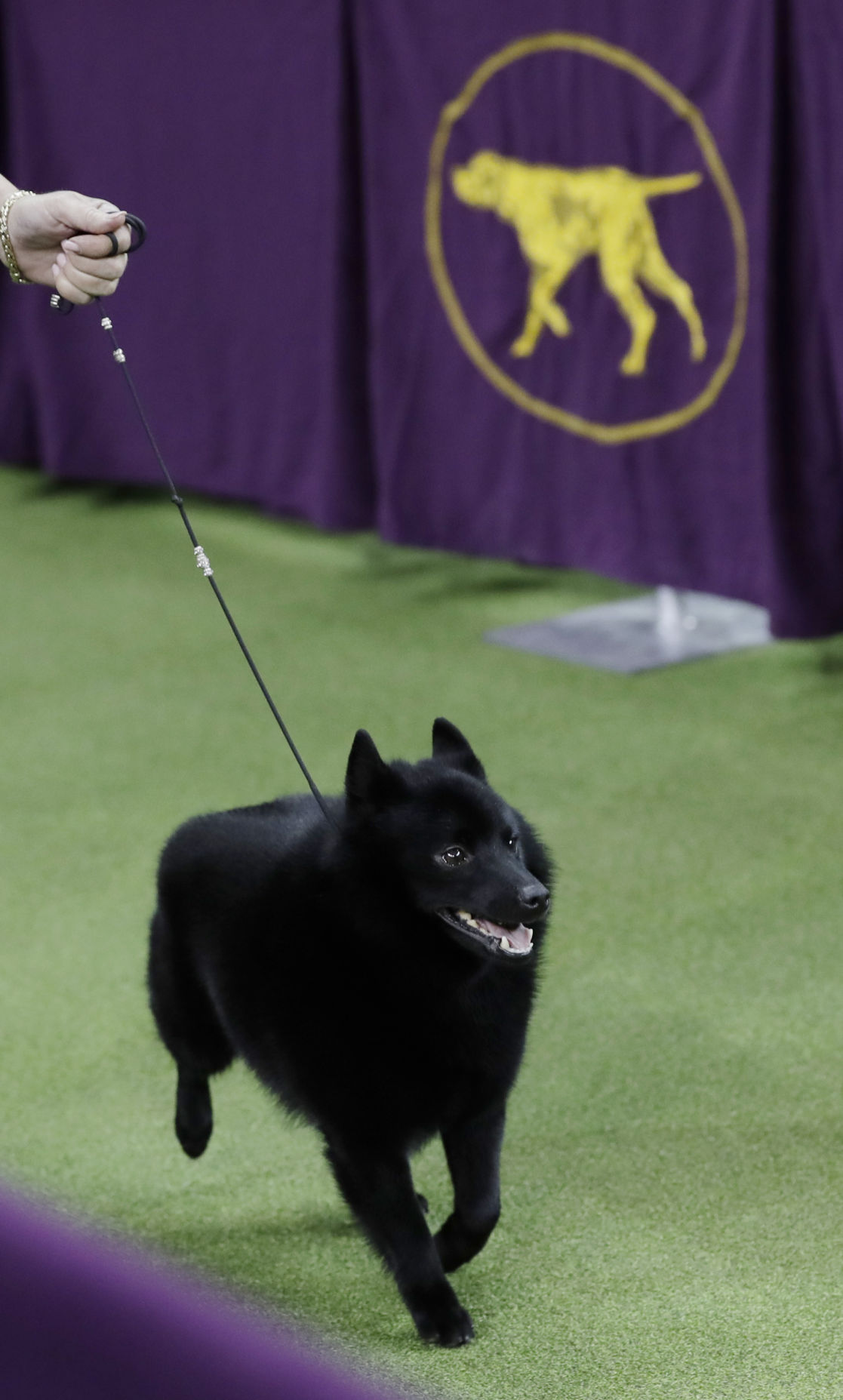 Westminster Dog Show