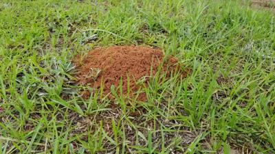 Gardening Notes: Fire Ant Management workshop set May 24 ...