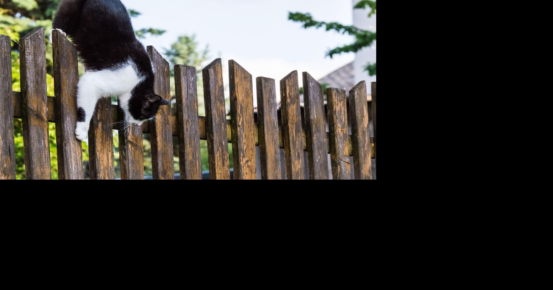 Commentary: The science behind cats' amazing ability to land on their feet