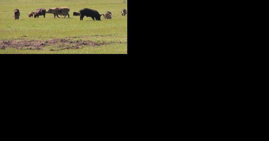 Wild hogs thriving in Berkeley County - Vimarsana News