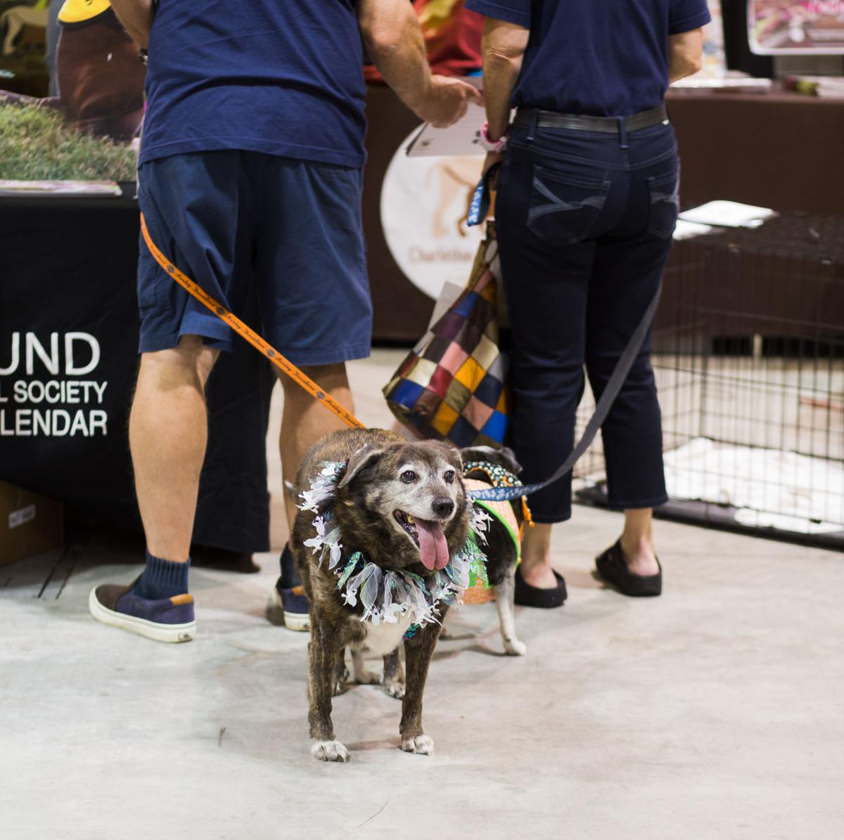 Pet Expo-October 14, 2017-184