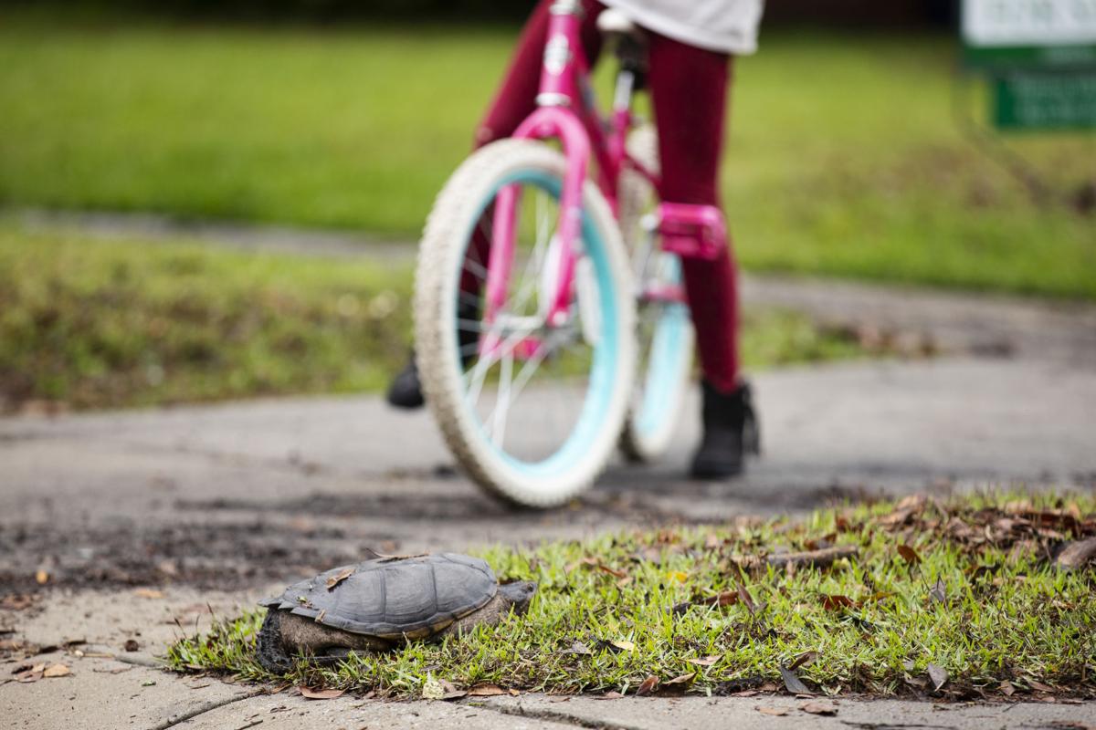 turtle.jpg