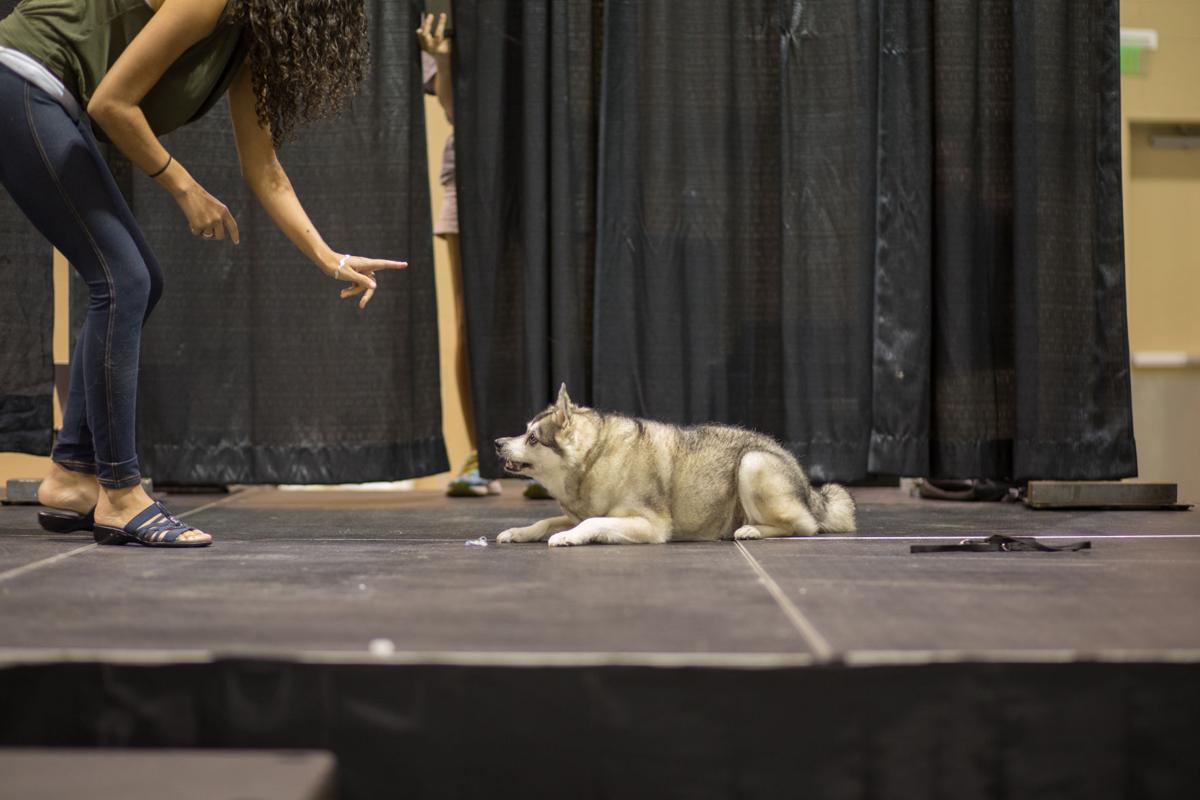 Pet Expo-October 14, 2017-332