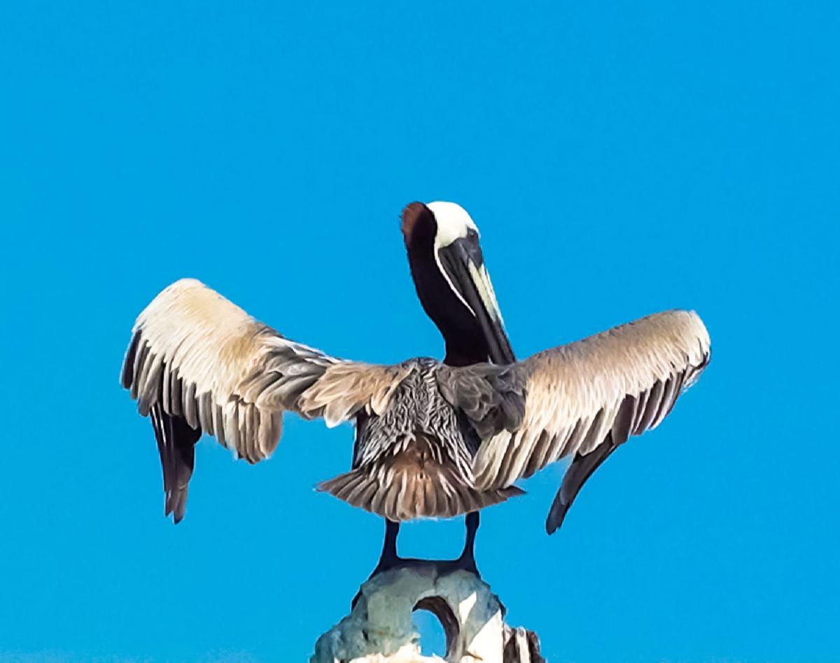 Reader photos: Lowcountry Waterfowl