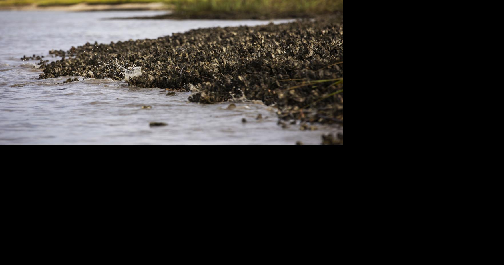 Nor'easter runoff spurs closure of shellfish harvesting beds