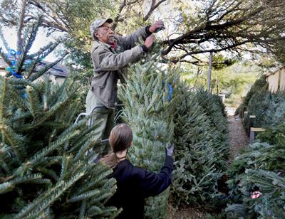 Christmas trees expected to cost a
