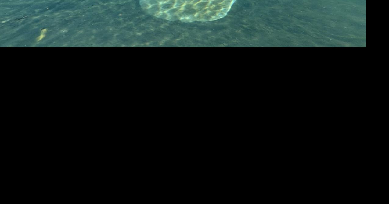 ECOVIEWS: Were the original mermaids manatees?