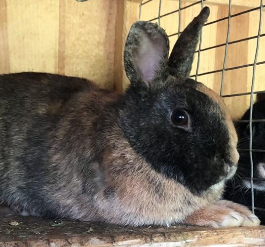 Reader photo pick of the week: Rabbits