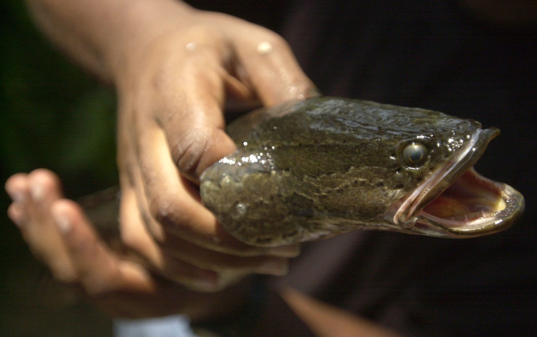 SC wildlife issues alert for destructive snakehead fish that can