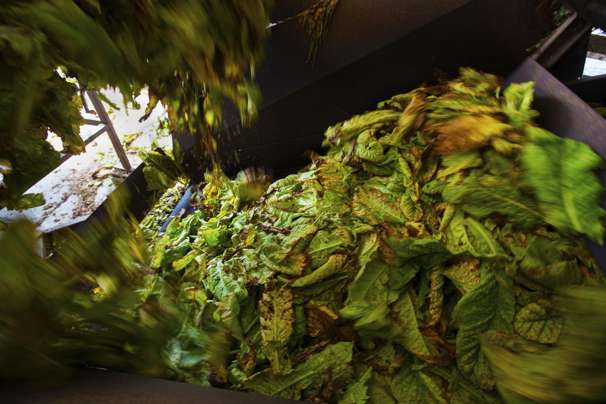 LP tobacco farm 082418 004.JPG