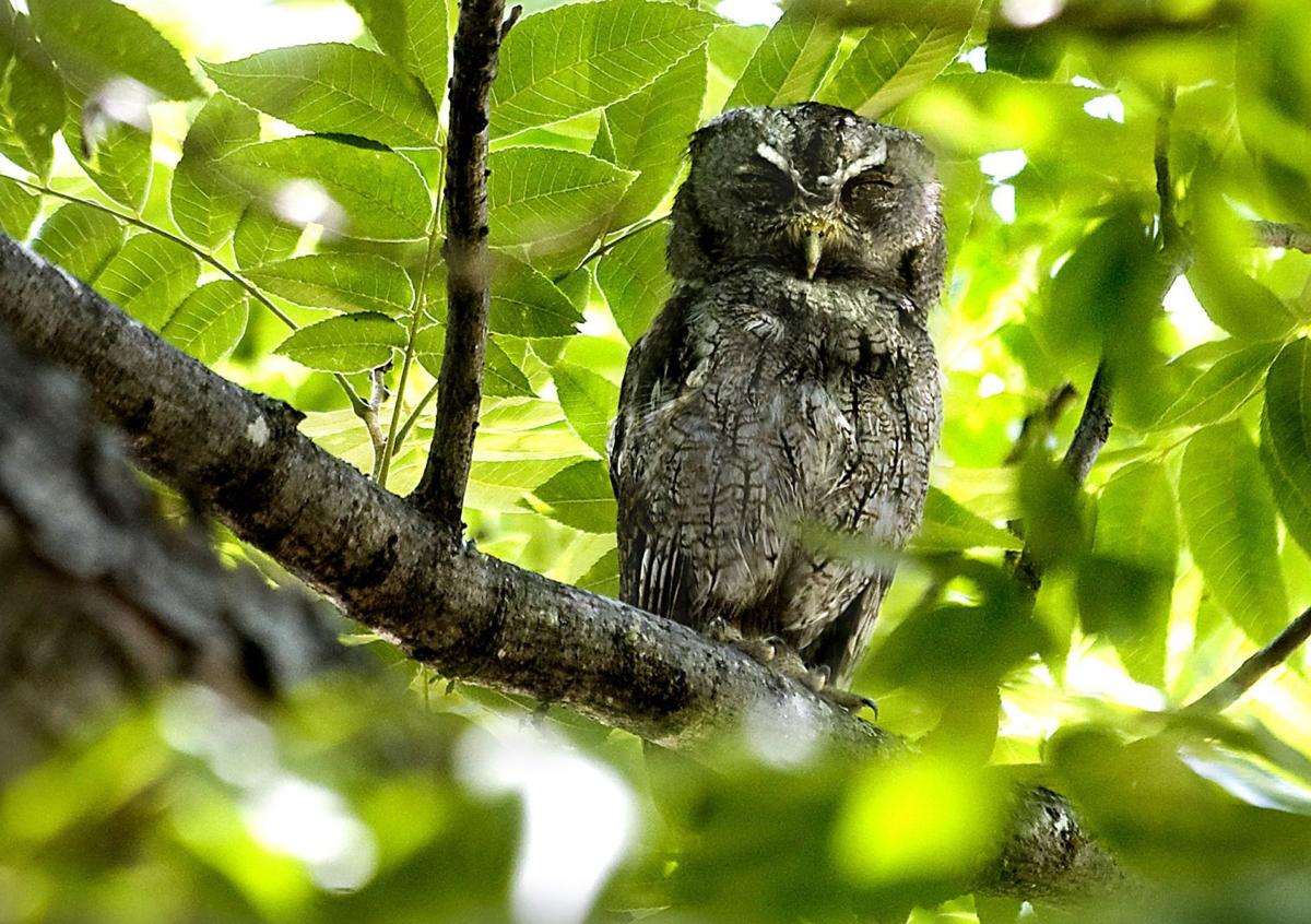 Foul owl on the prowl (copy)