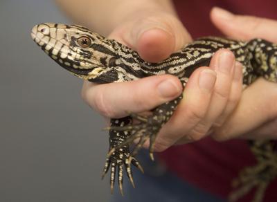 8 More Invasive Tegu Lizards Confirmed In Sc 2 In Berkeley County Near Bonneau News Postandcourier Com
