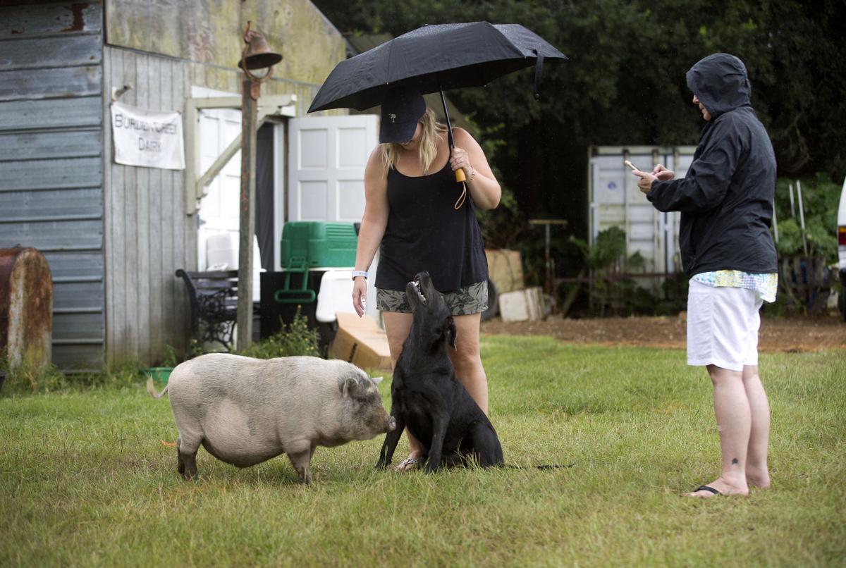 pig on farm.jpg
