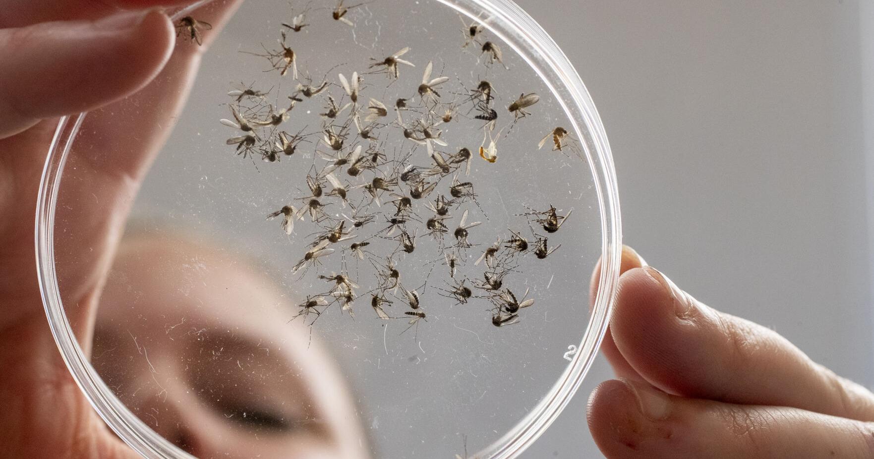 New equipment at Charleston County's mosquito lab could help detect disease quicker - Vimarsana News