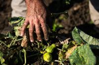 South Carolina farmers persevere through the pandemic