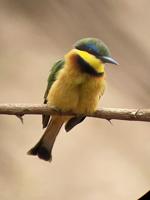 Little Bee-Eater