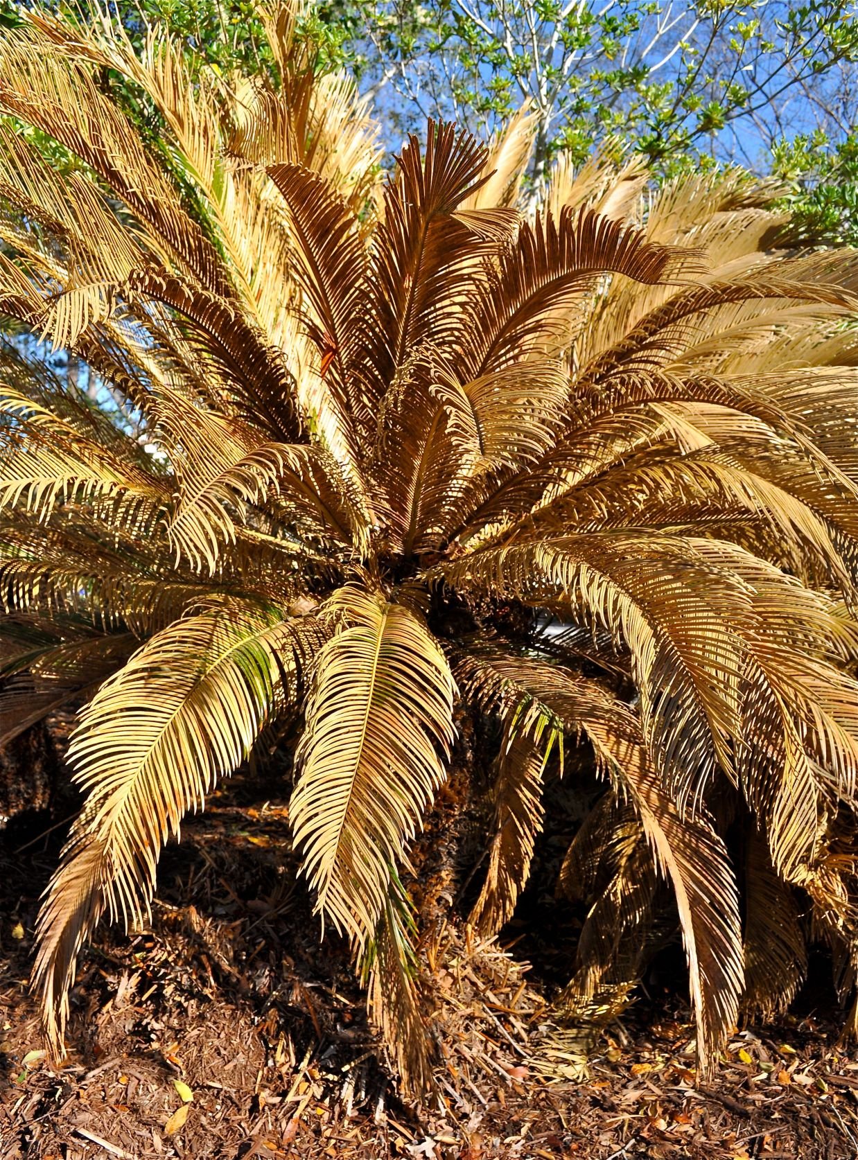 are date palms toxic to dogs