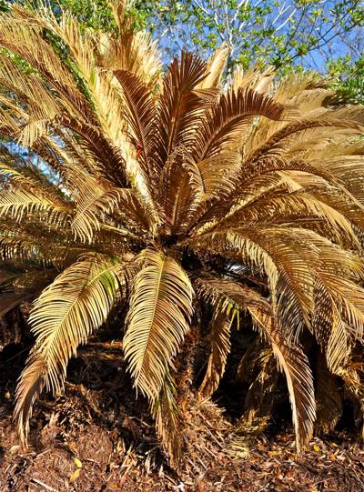 Sago Palms Can Be Deadly For Family Pets Features Postandcourier Com
