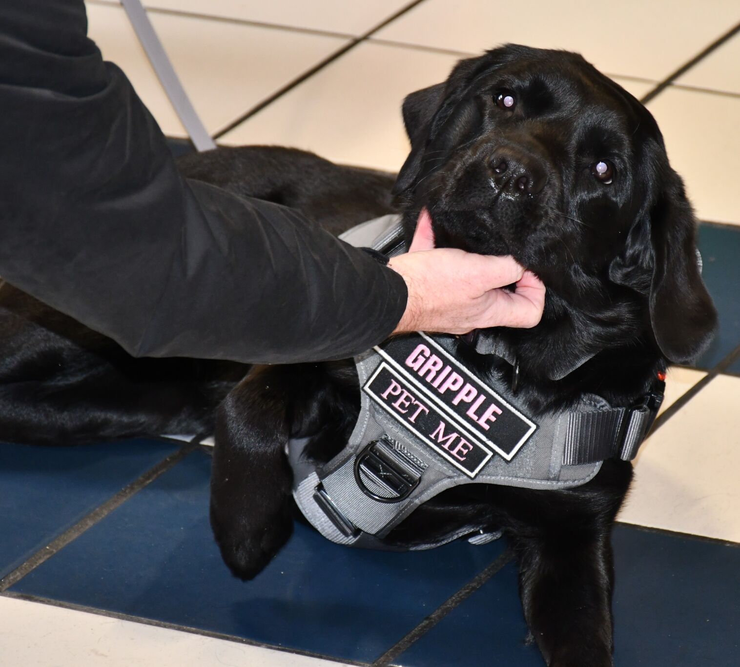 SPD adds electronic detection K-9