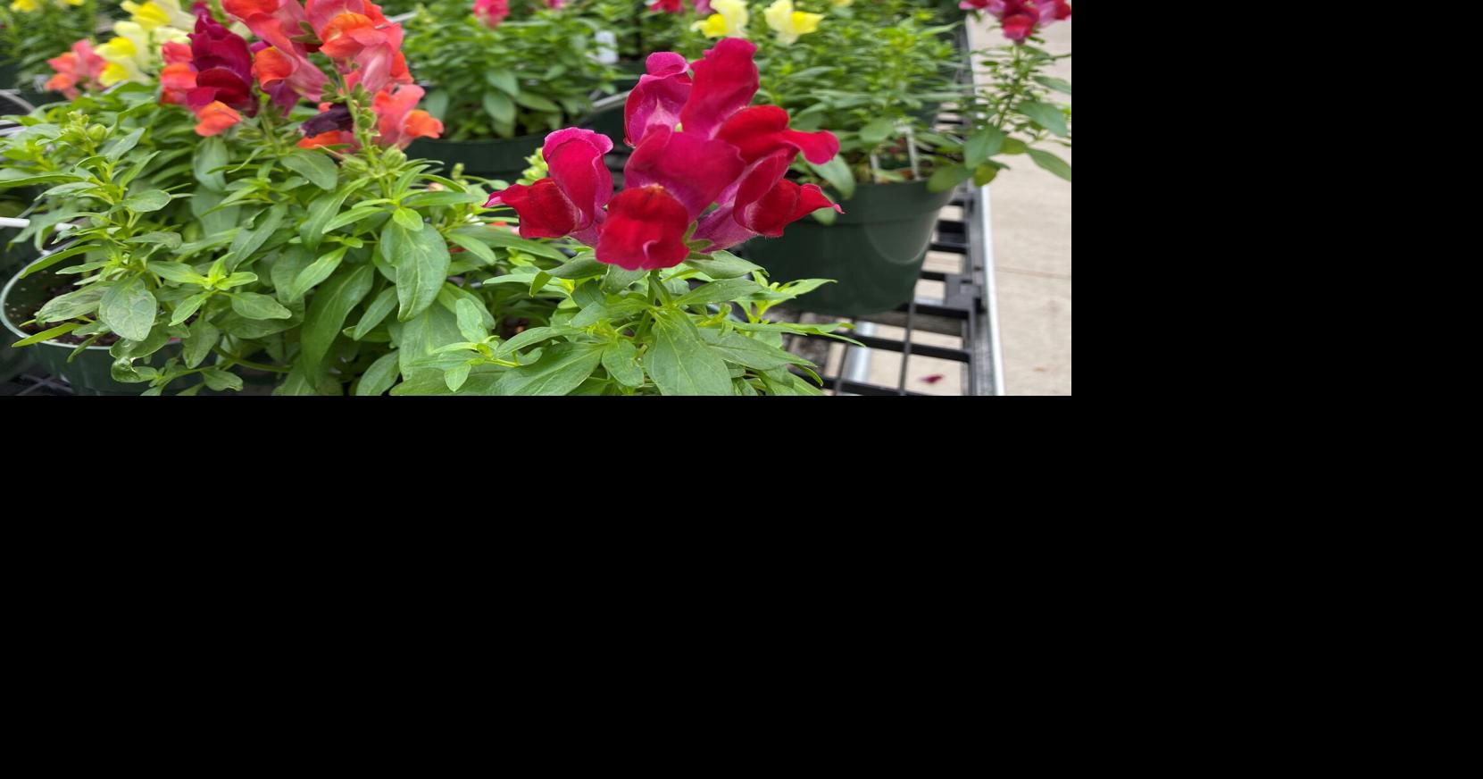 Don't wait for warmer spring weather to start planting. Reward yourself with bright winter flowers.