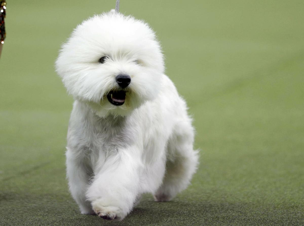 Westminster Dog Show
