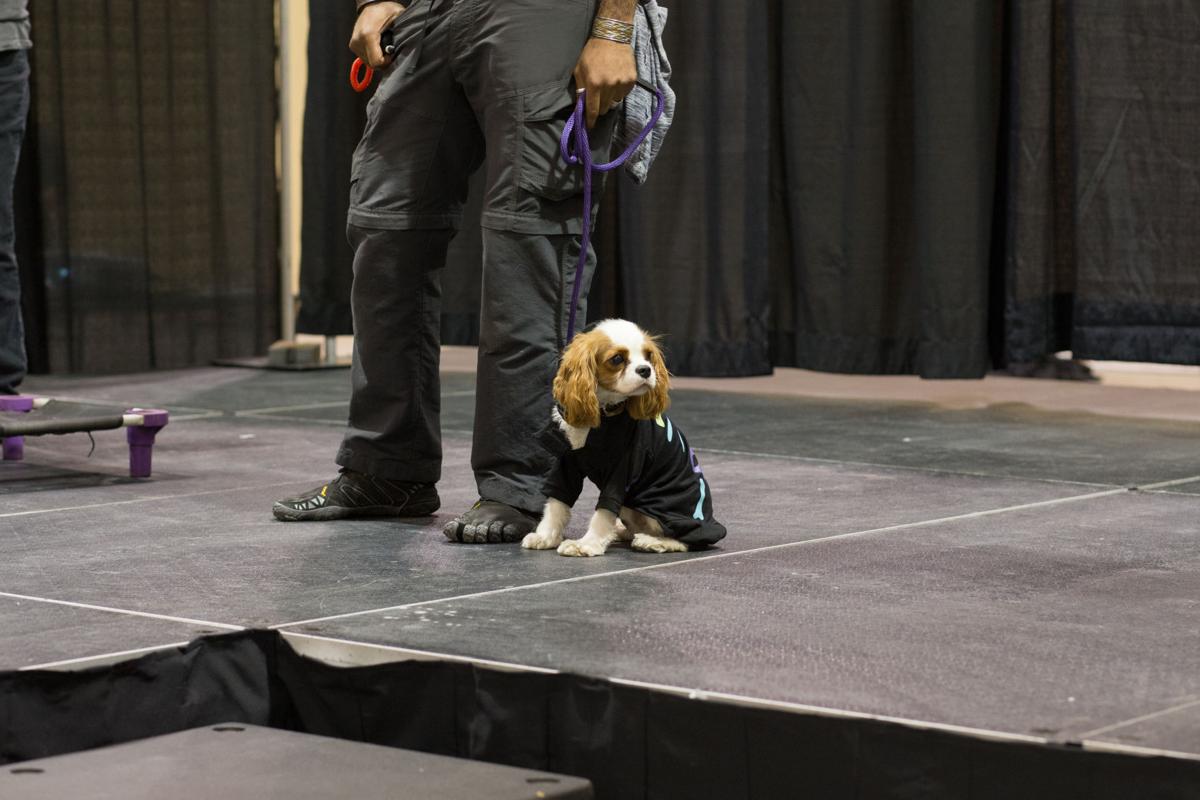 Pet Expo-October 14, 2017-874