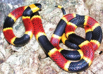 coral snake bite pattern