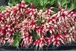 Charleston-area farms see bump in CSA deliveries after SC coronavirus lockdowns