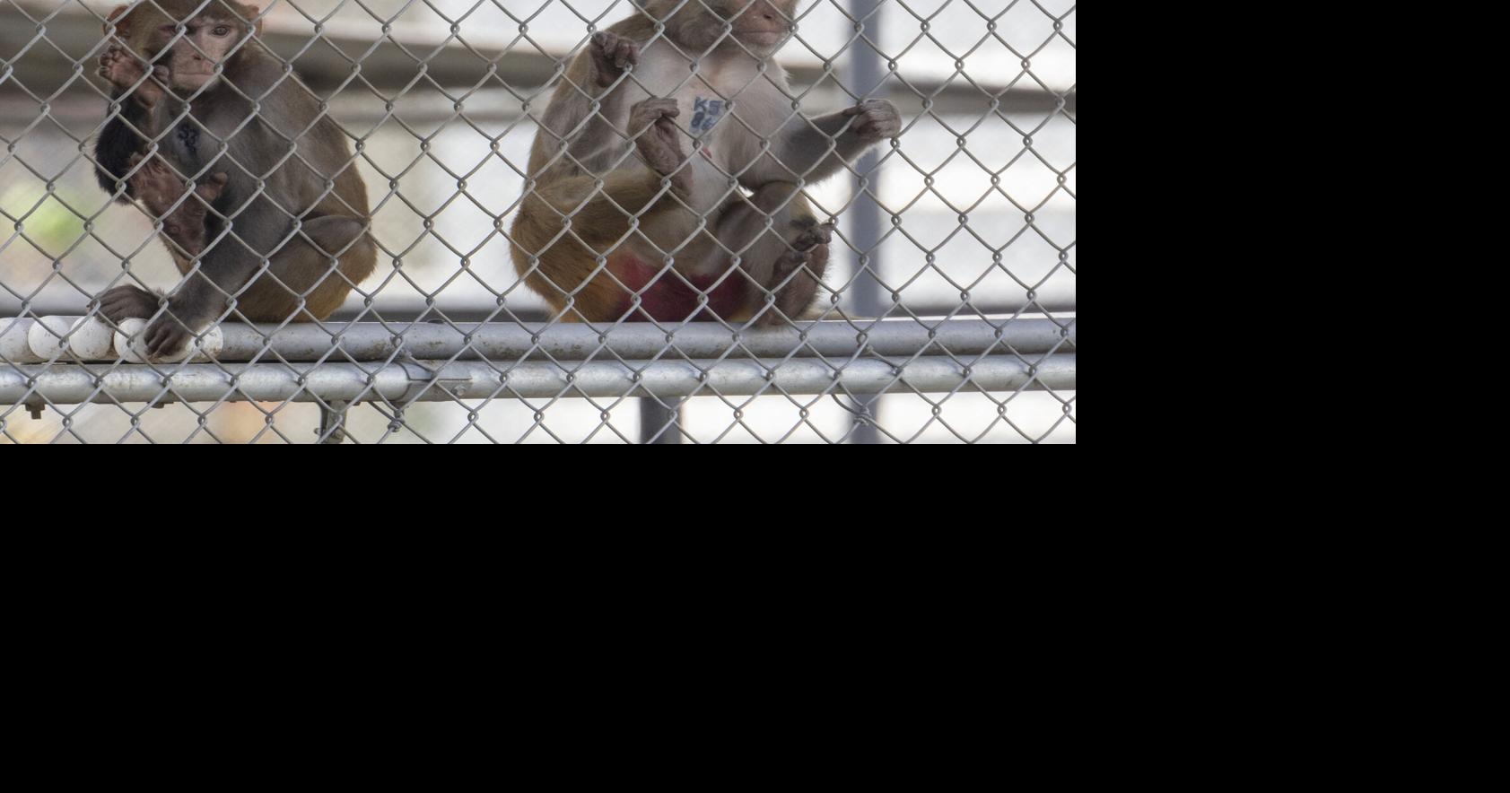 Primate center Alpha Genesis in SC has history of problems