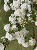 Gardening column: Pruning shrubs | Columnists