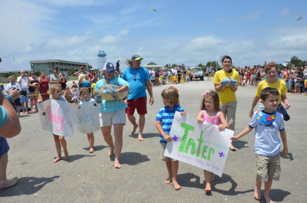 SC Aquarium releases six rehabbed sea turtles
