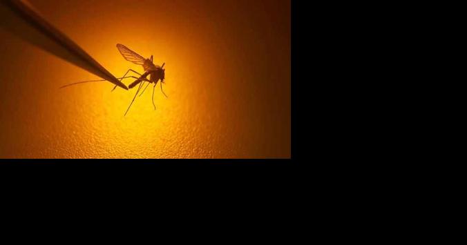 Recent malaria outbreaks sound alarm, but S.C. experts say area risk is low - Vimarsana News